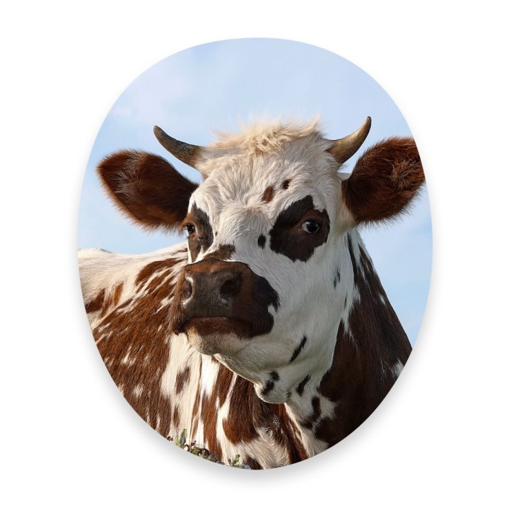 Papado® Cow Sticker - Durable waterproof toilet decal