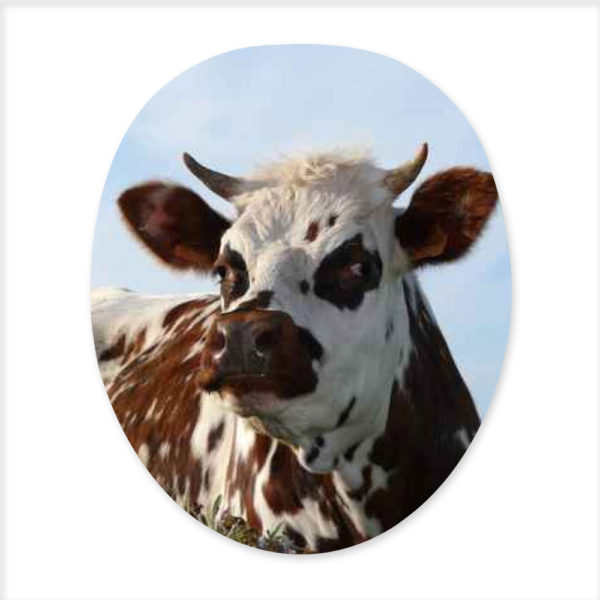 Le Sticker WC Papado® – Image 32